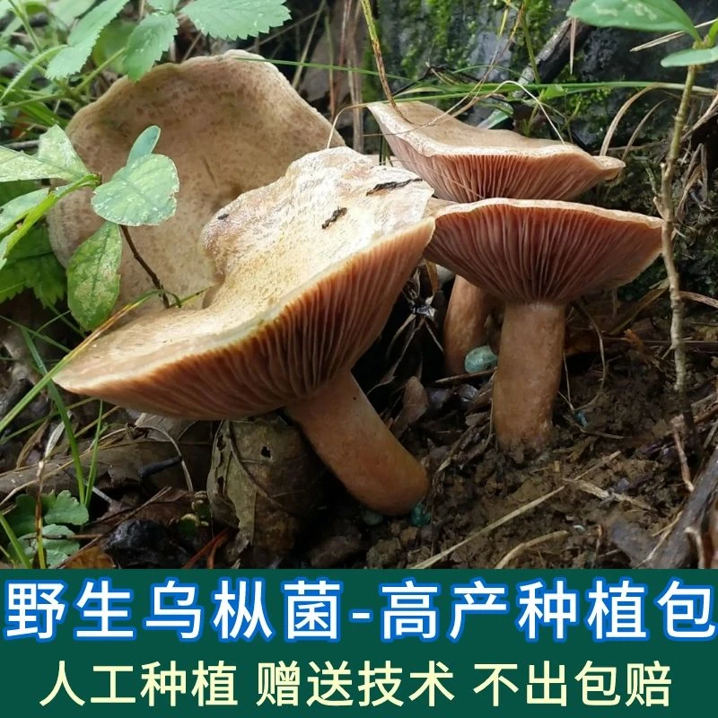 【不出包赔】野生菌乌枞菌菌子 松树菌菌种菌包 枞树菌菌种植包