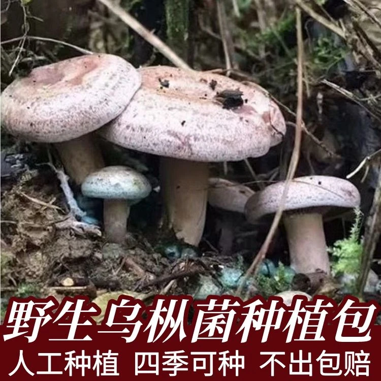 【不出包赔】野生乌枞菌新鲜菌种家种包青碟菌松树菌黄碟菌松菌