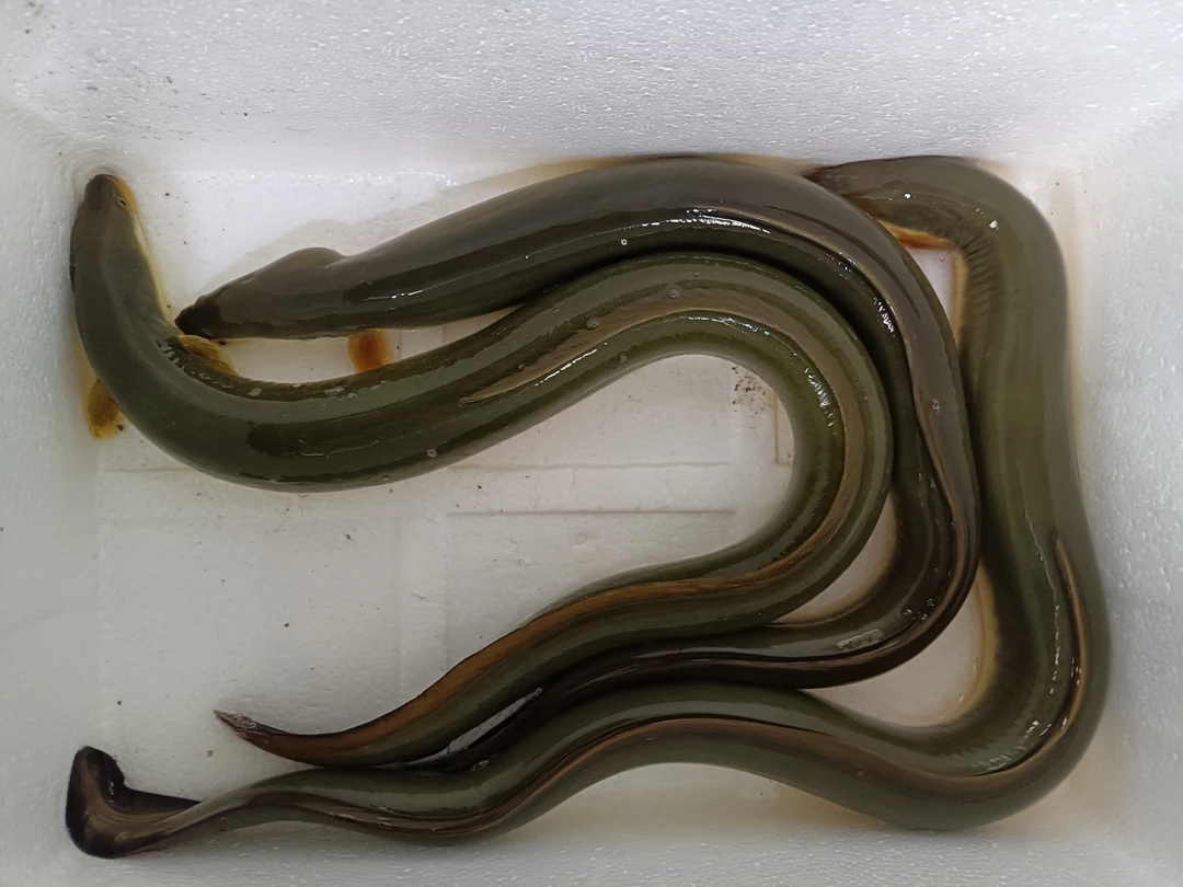 溪水鳗鱼河鳗包邮到家