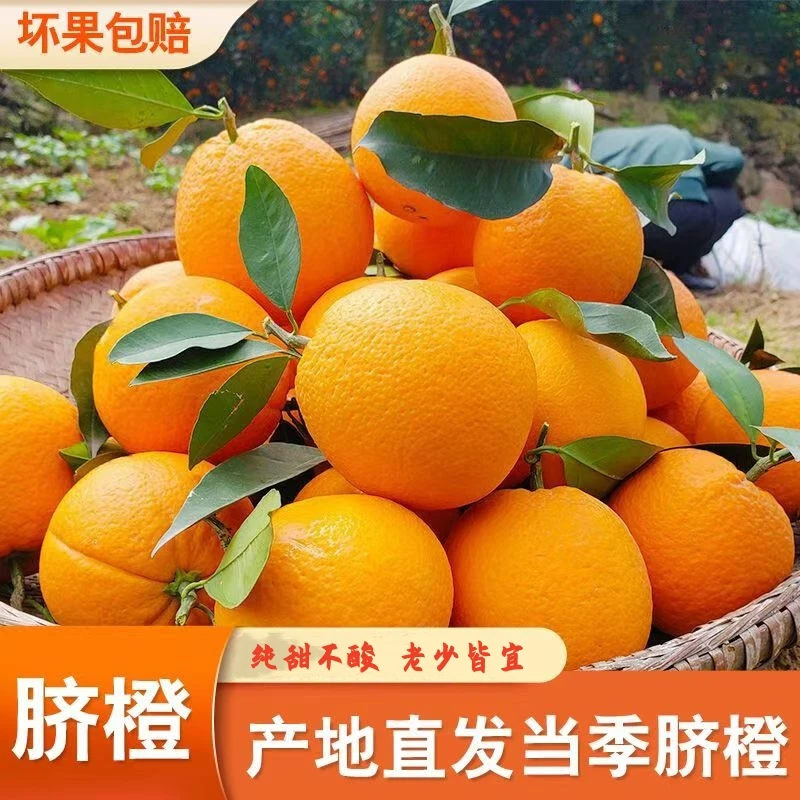 正宗云南纽荷尔脐橙新鲜维C水果现摘现发纯甜不酸5斤9斤包邮