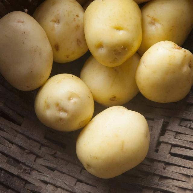 正宗鹰背高山黄心土豆