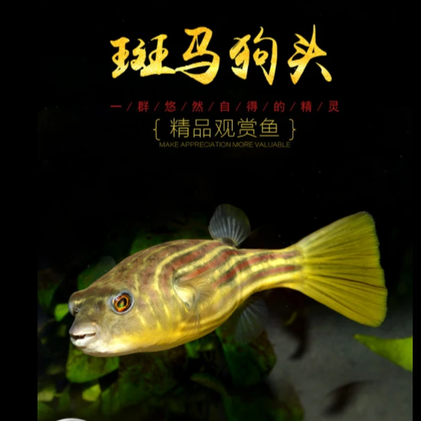 斑马狗头鱼皇冠毛毛木瓜网红萌宠小河豚热带凶猛鱼肉食淡水鱼活体