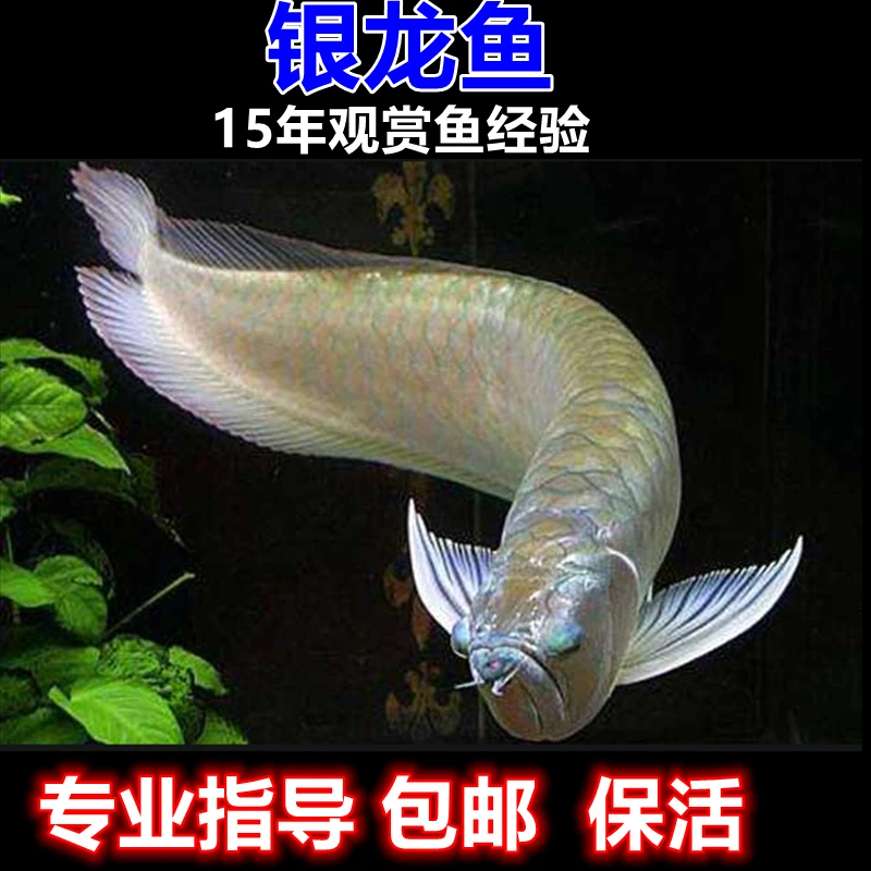 银龙鱼活体热带观赏鱼大小银龙鱼红黄鹦鹉鱼地图白子银龙鱼黄化