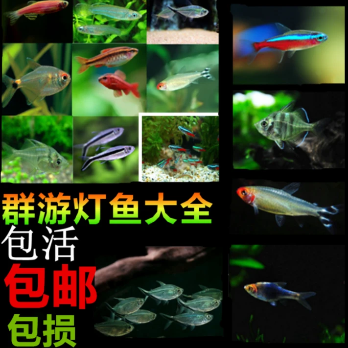 皇室青魔鬼灯鱼南美热带观赏鱼灯科鱼帝灯红月可卡红尾科佩依群游