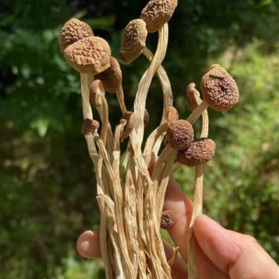 城口大巴山茶树菇