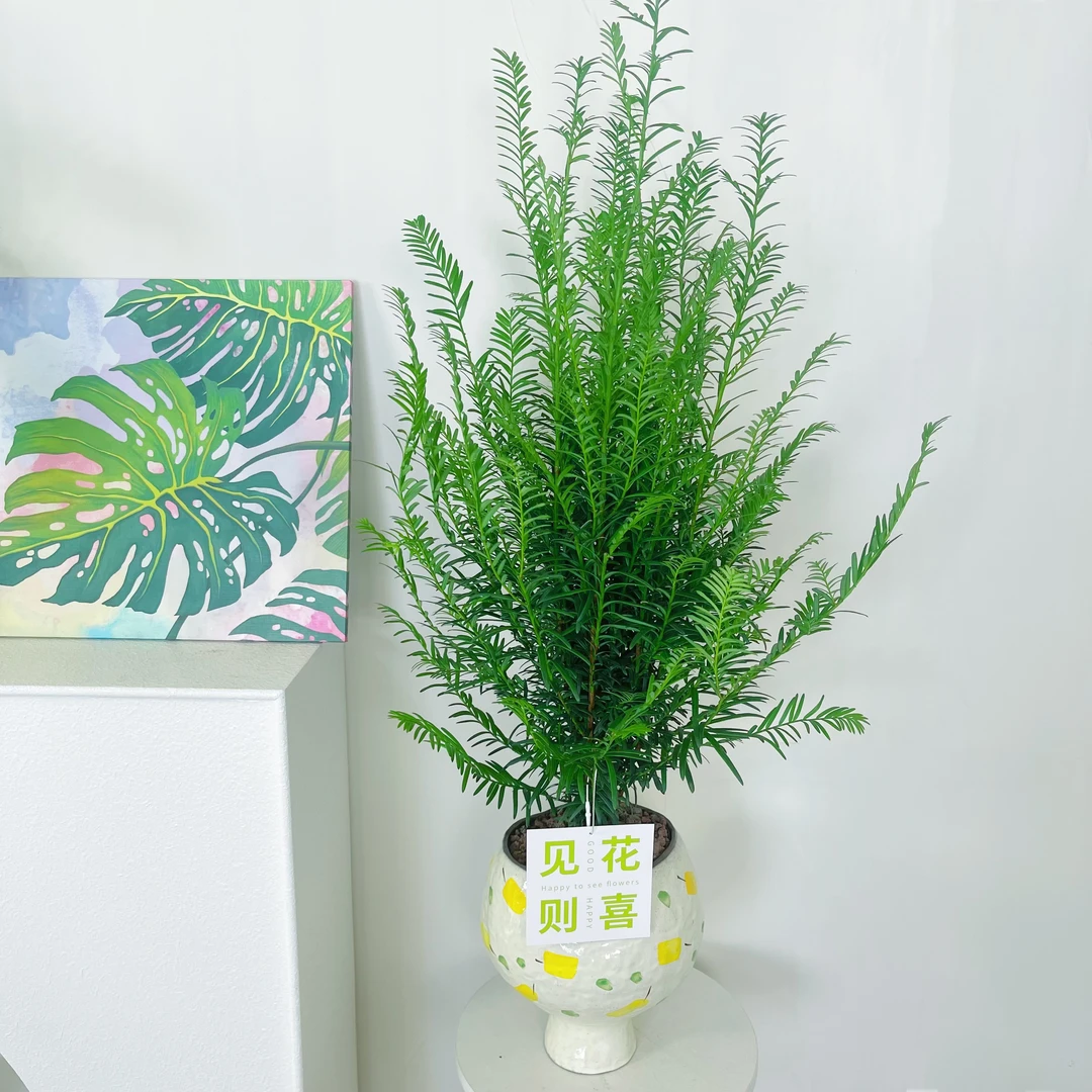 红豆杉净化空气室内好养庭院大树绿植客厅盆栽乔迁新居发财树大型