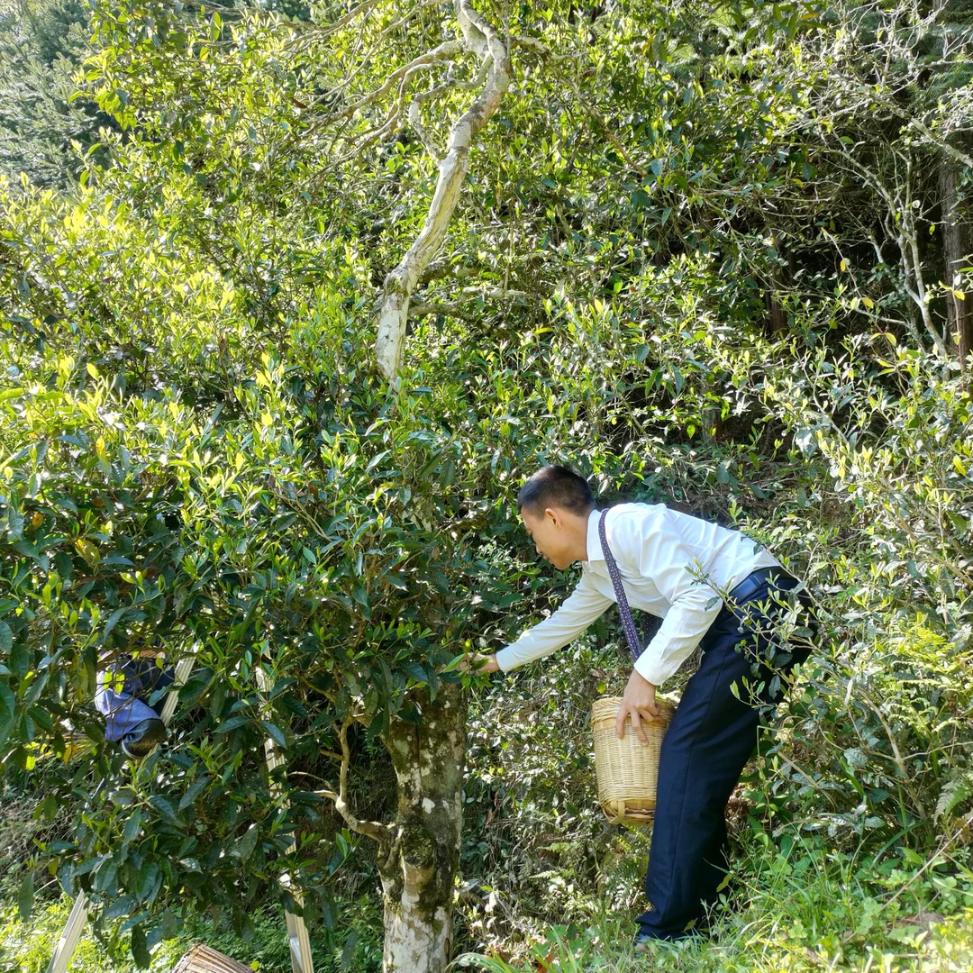 桂东蓝老爹古树绿茶