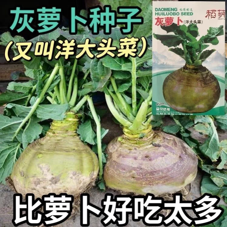 灰萝卜种子特大号高产大头菜洋萝卜种子湖南特产灰罗卜种蔬菜种籽