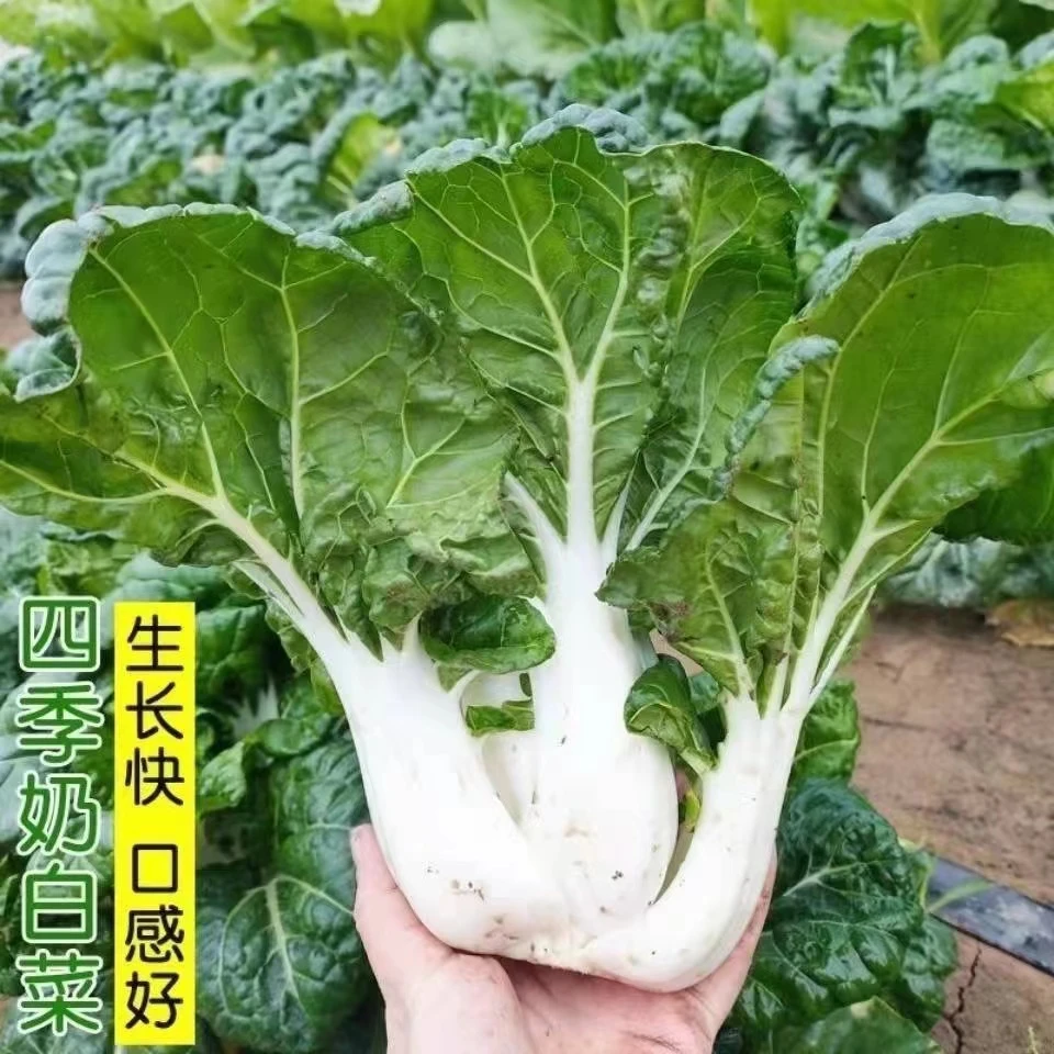 白雪公主矮脚白奶白菜种子四季小白菜奶油白菜阳台四季蔬菜种子