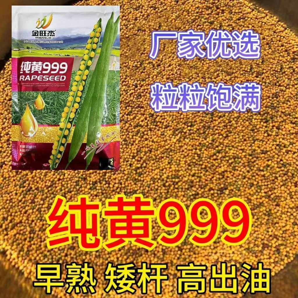 纯黄999油菜籽黄籽种子油菜花榨油早熟高油率矮杆耐寒抗病抗倒伏