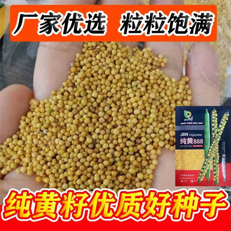纯黄888油菜种子早熟高产高油黄籽黄油矮杆菜籽耐寒大田用种