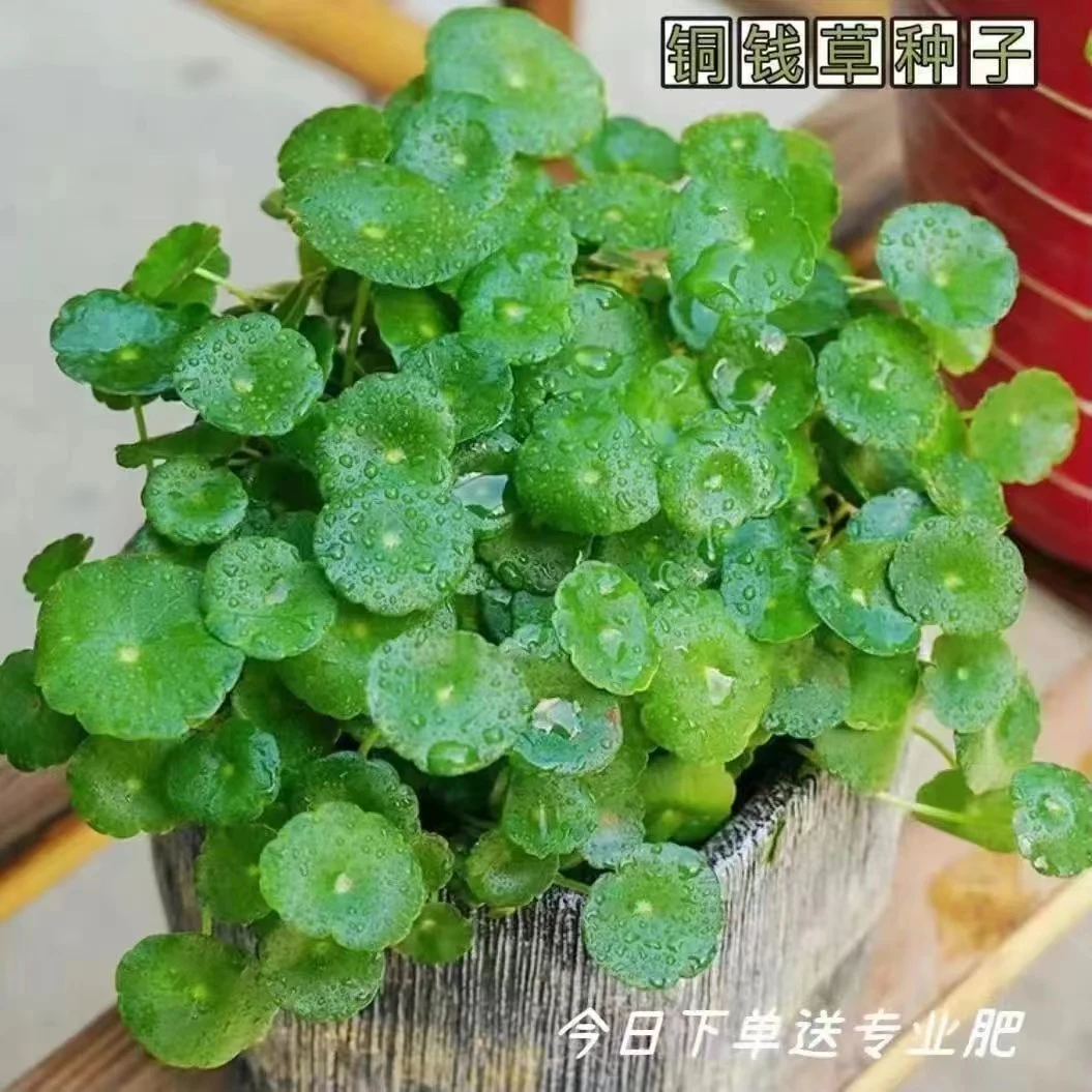 5.4元2包水培种子水培植物花卉盆栽室内铜钱草种子大叶铜钱草水培