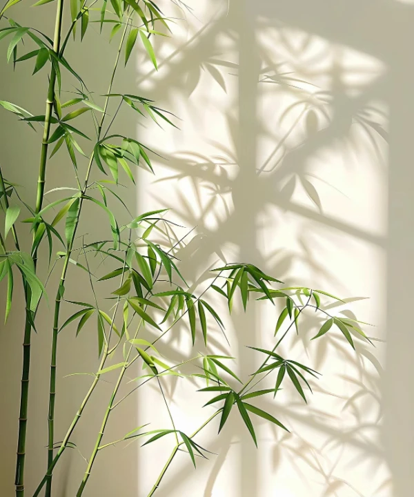 日爆爆-【企鹅-睡袋】新款-直播间专享