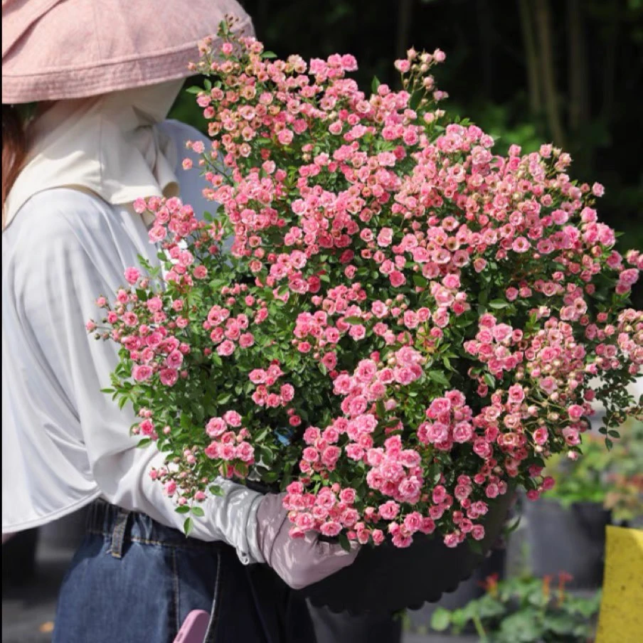 超微，（中苗） 微月花朵小多头迷你盆栽四季开花阳台月微型月季