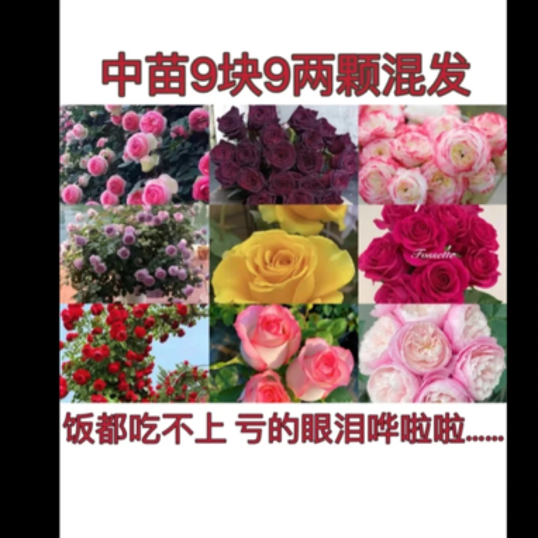 （中苗2棵装）发2棵不同品种 品种混发月季花苗