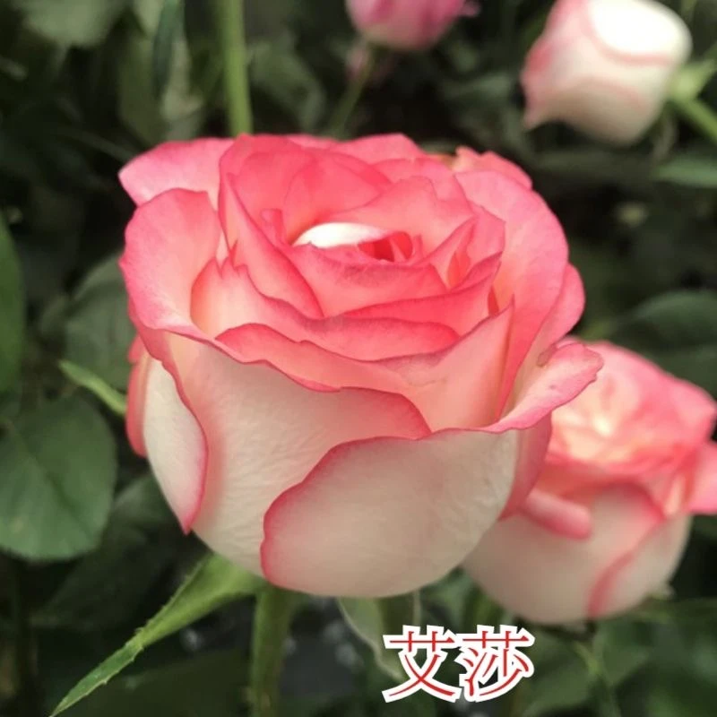 艾莎 玫瑰花苗 白色粉边大花切花月季抗病强阳台庭院花卉盆栽观花