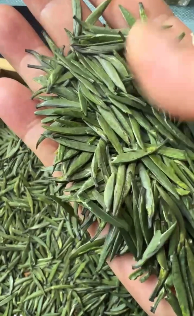 2025春芽雀舌绿茶明前嫩芽高山春茶浓香型茶叶罐装