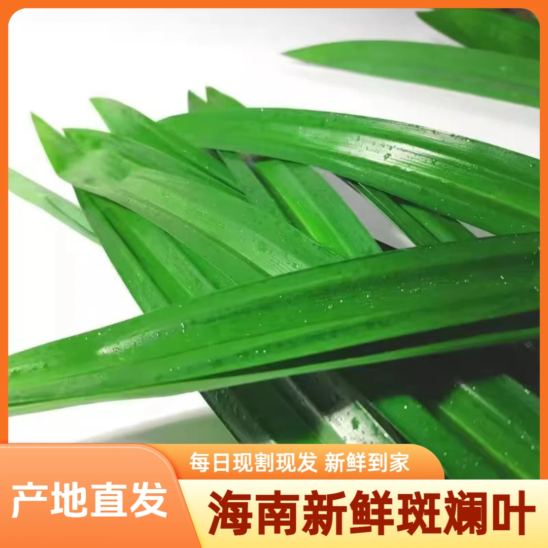 海南天然新鲜采摘食用斑斓叶清新美味香兰叶东南亚娘惹独特风味