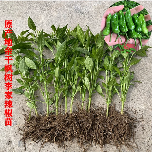 正宗余干辣椒苗 原产地当天现挖现发 薄皮青椒 盆栽 阳台辣椒苗