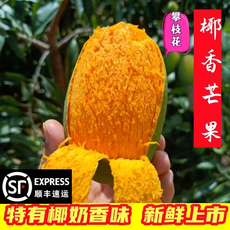【顺丰】攀枝花椰香芒果3/5/8斤 新疆 内蒙 海南专用