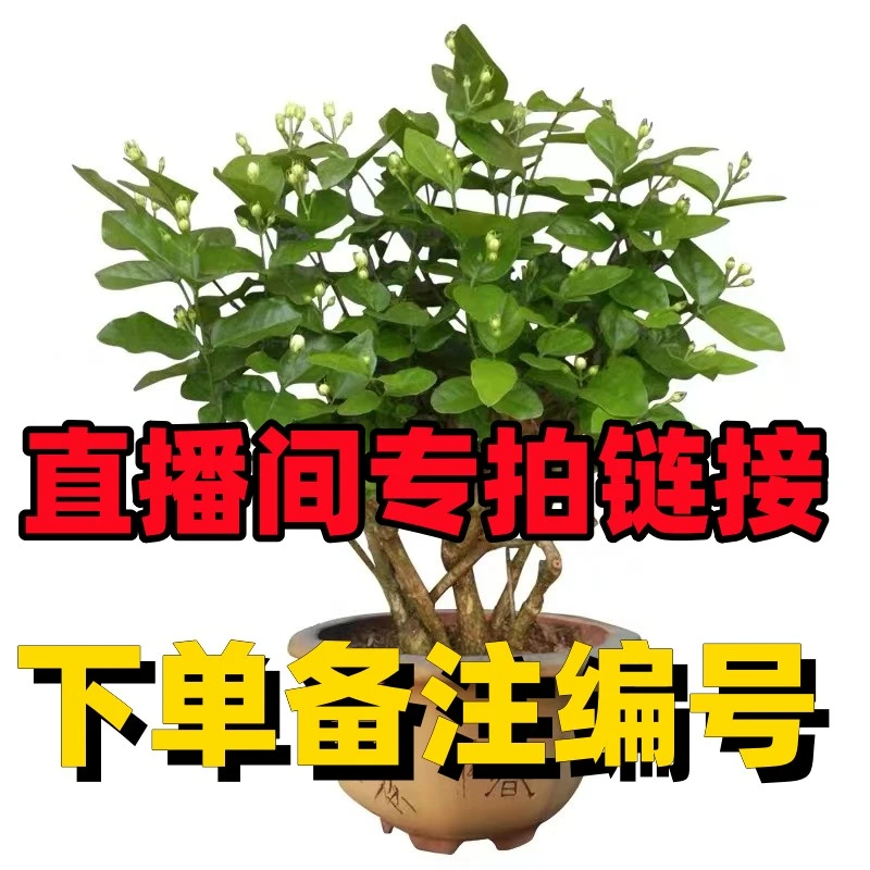②号链接【20--40..广西重瓣浓香型茉莉
