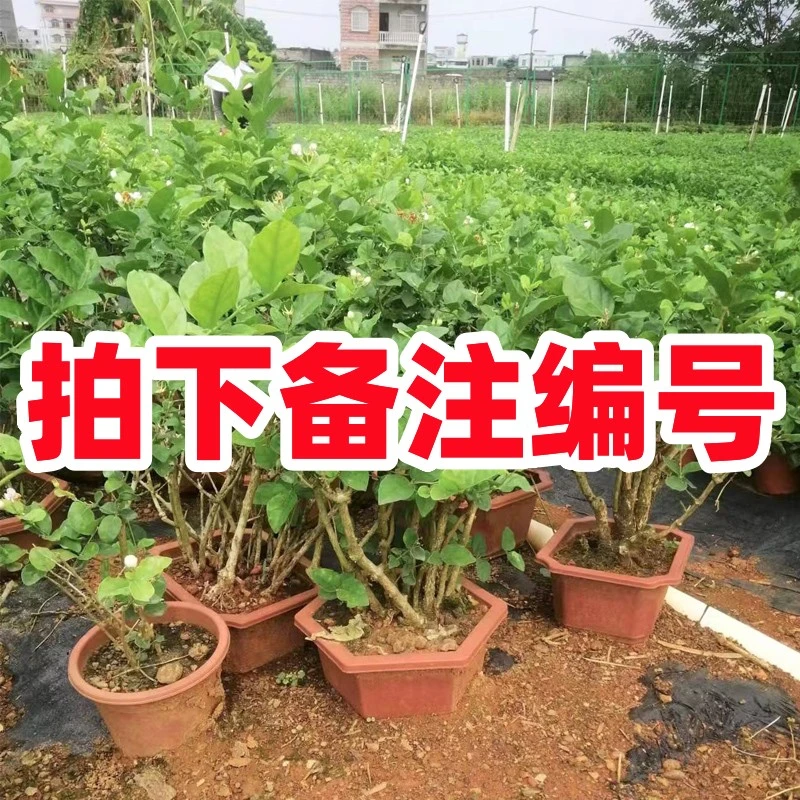 花坊专属【42--88】茉莉花