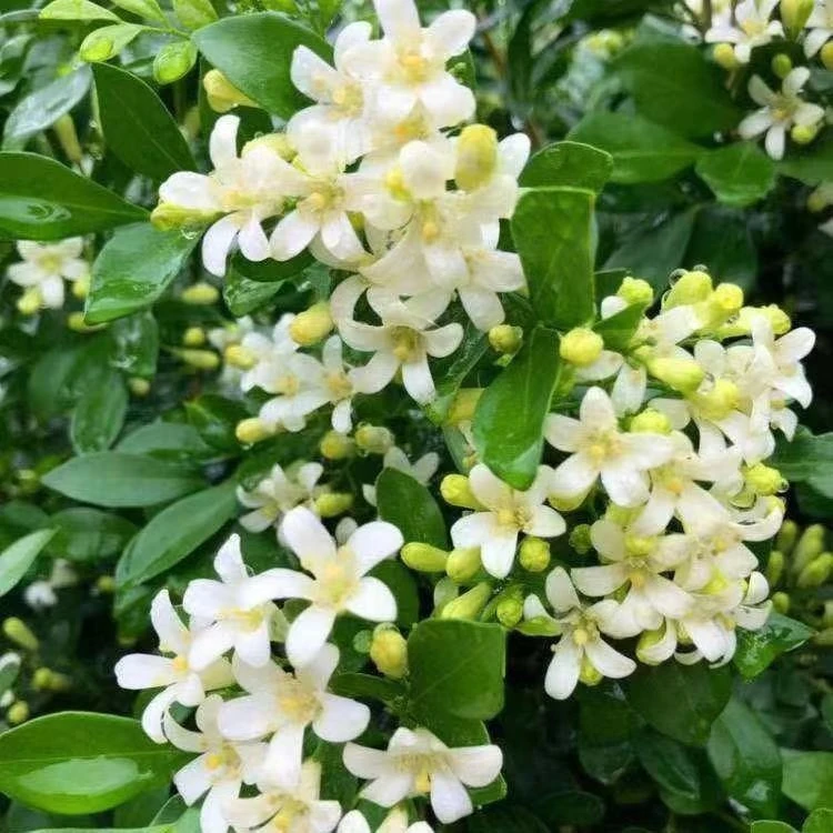 九里香盆栽开花浓香型花卉七里香绿植开花室内植物多季开花带香味