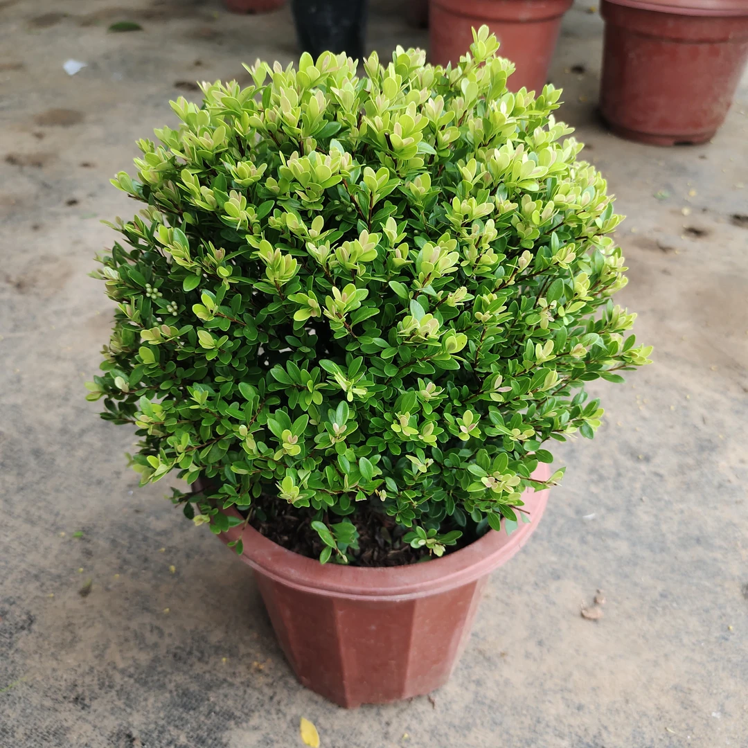 小叶赤楠盆栽多年生盆栽植物阳台花卉办公室桌面庭院花卉绿植易养