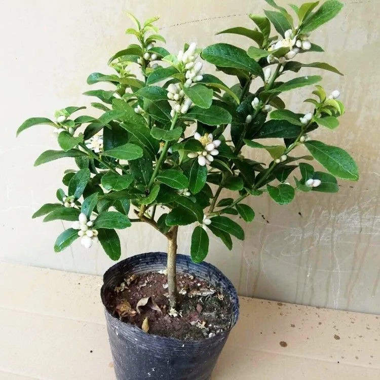 柠檬花香水柠檬四季柠檬开花带香味可结果阳台庭院养护地栽盆栽花