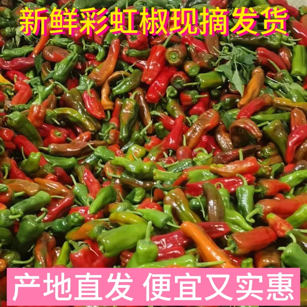 新鲜现摘彩虹椒花辣椒皮薄肉厚微辣各种颜色厨房配菜首选/5斤包邮