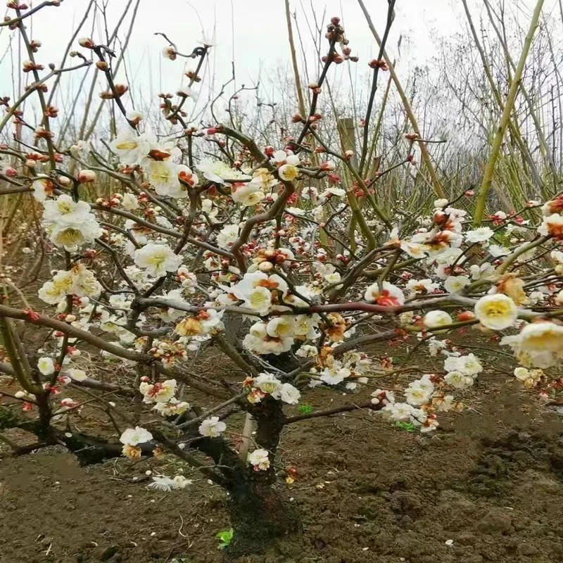 庭院植物 龙游梅自然弯曲