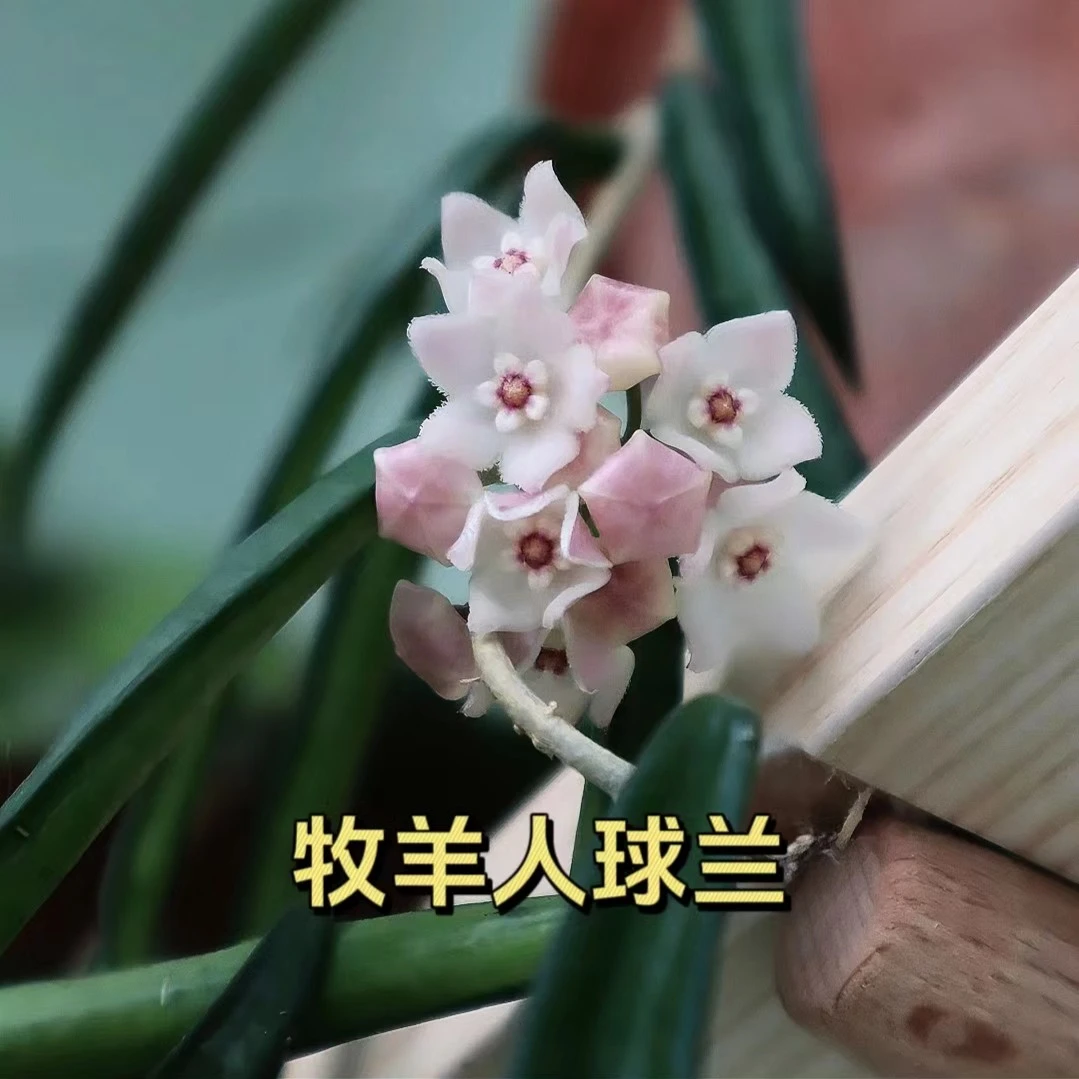 【舍菲尔德球兰】牧羊四季生长室内阳台垂吊爬藤可选基地种植容易开