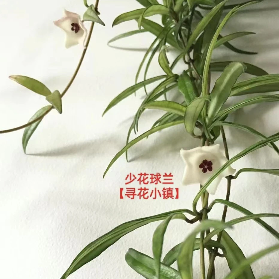 【少花球兰】白色花阳台办公室藤垂吊可选容易开花基地种植四季生长