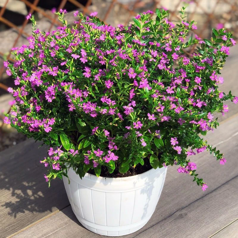 植物界中的新宠满天星盆栽