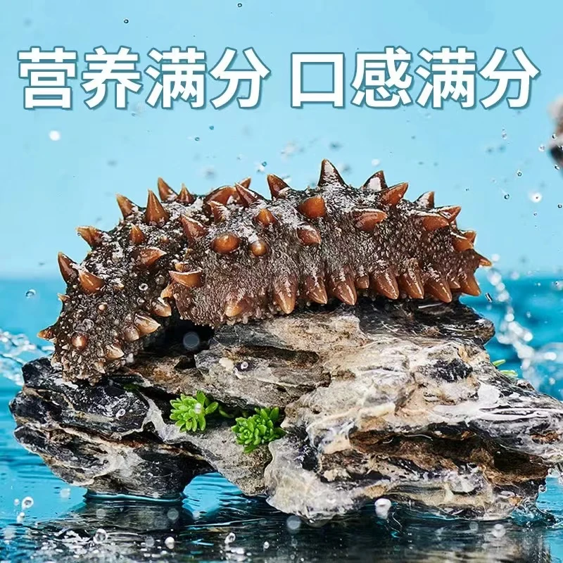 【福建纯淡即食海参】福建纯淡即食海参不缩水Q弹保口感500g