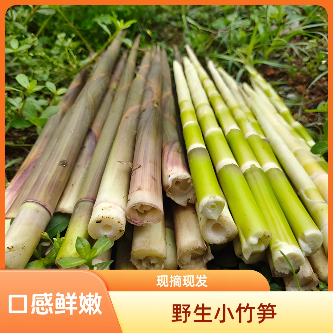 深山新鲜带壳小竹笋当季现拔嫩脆美味甜笋