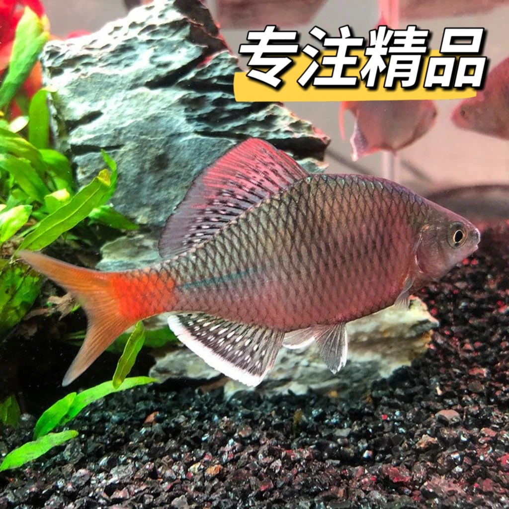 越南鳑鲏越南鱊原生鱼冷水鱼观赏鱼七彩原生