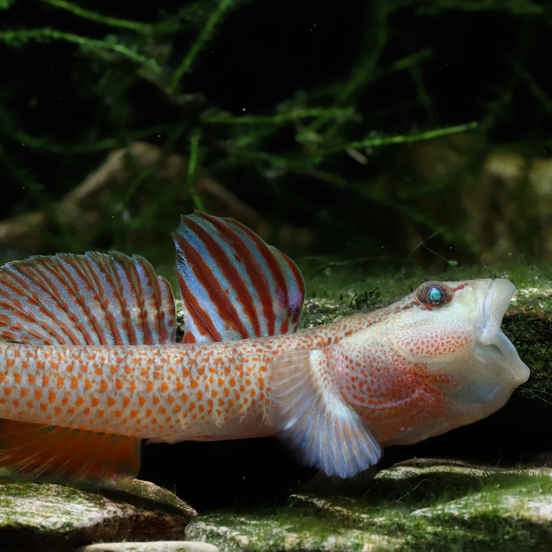 红神农虾虎广西大斑红神农虾虎鱼星条旗虾虎蓝鳍原生冷水鱼