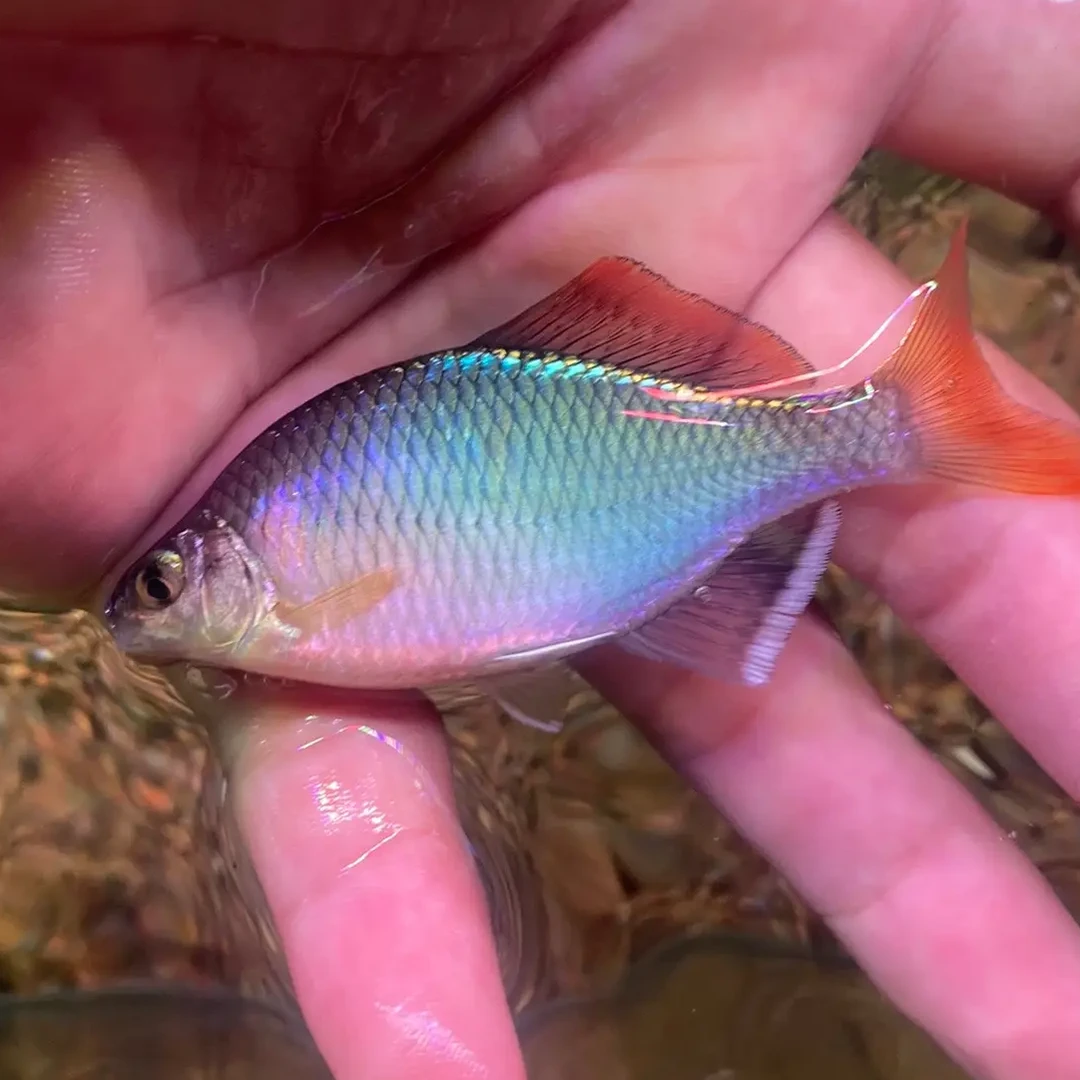 短须鳑鲏原生观赏鱼冷水鱼野生好养耐活