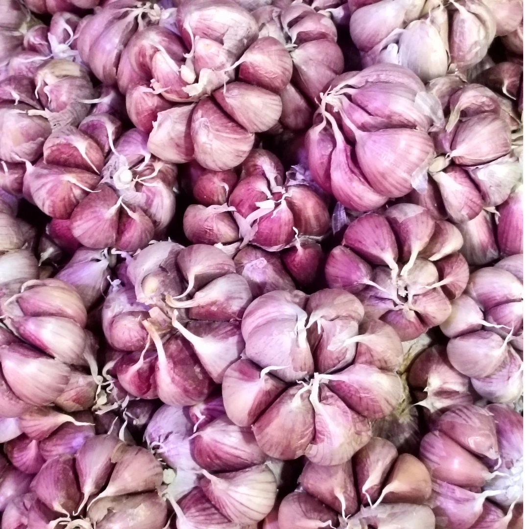 贵州高山本地红大蒜