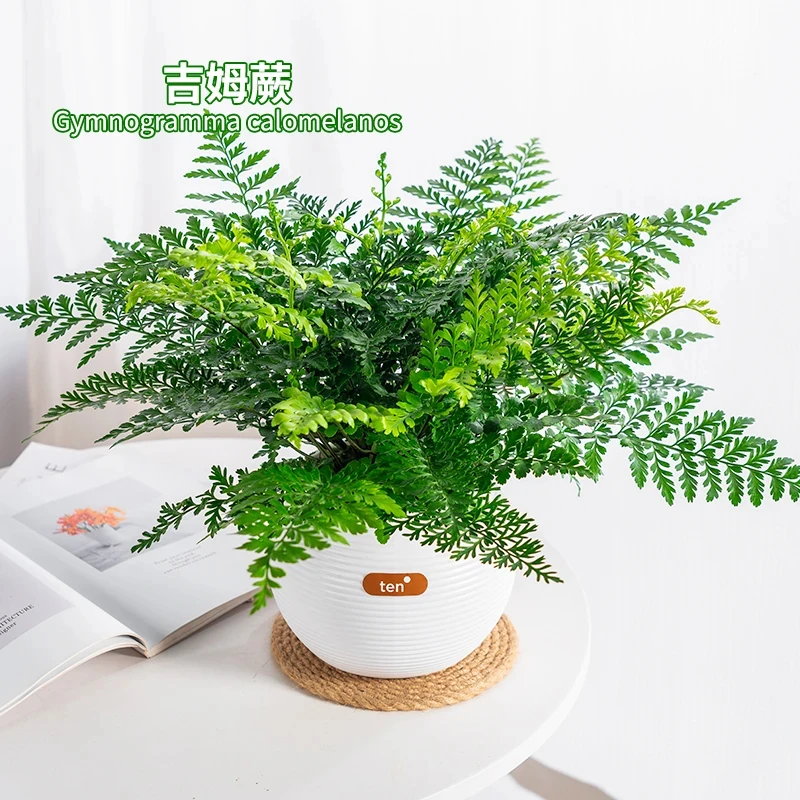 吉姆蕨懒人吸水盆栽冬季水培绿植室内办公室桌面花卉净化空气蕨类