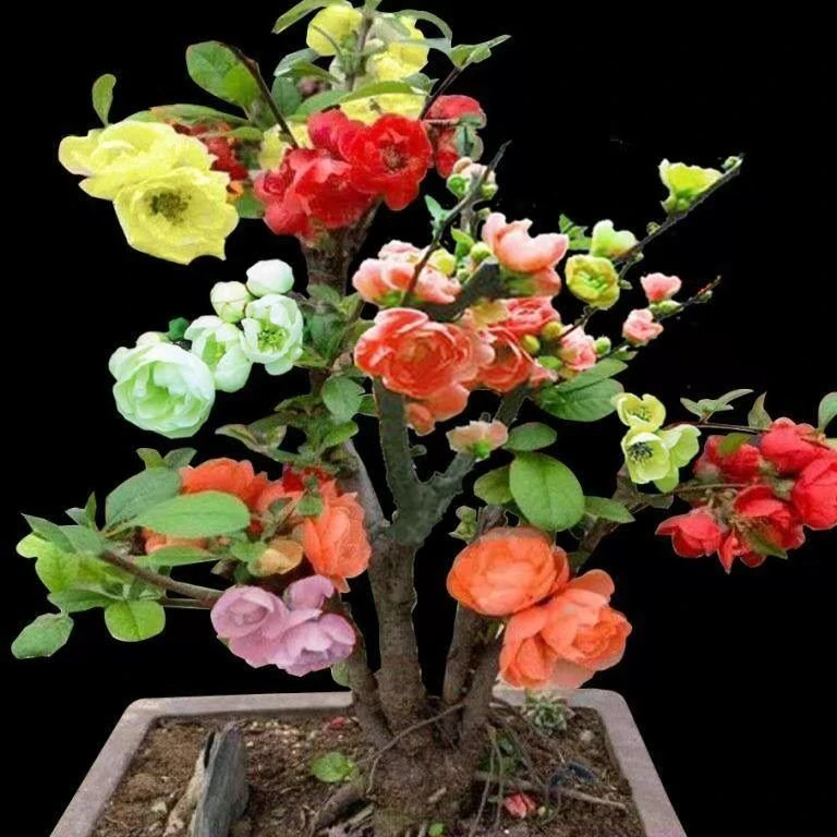 四季多色海棠花混色老桩盆栽植物是外阳台四季耐寒