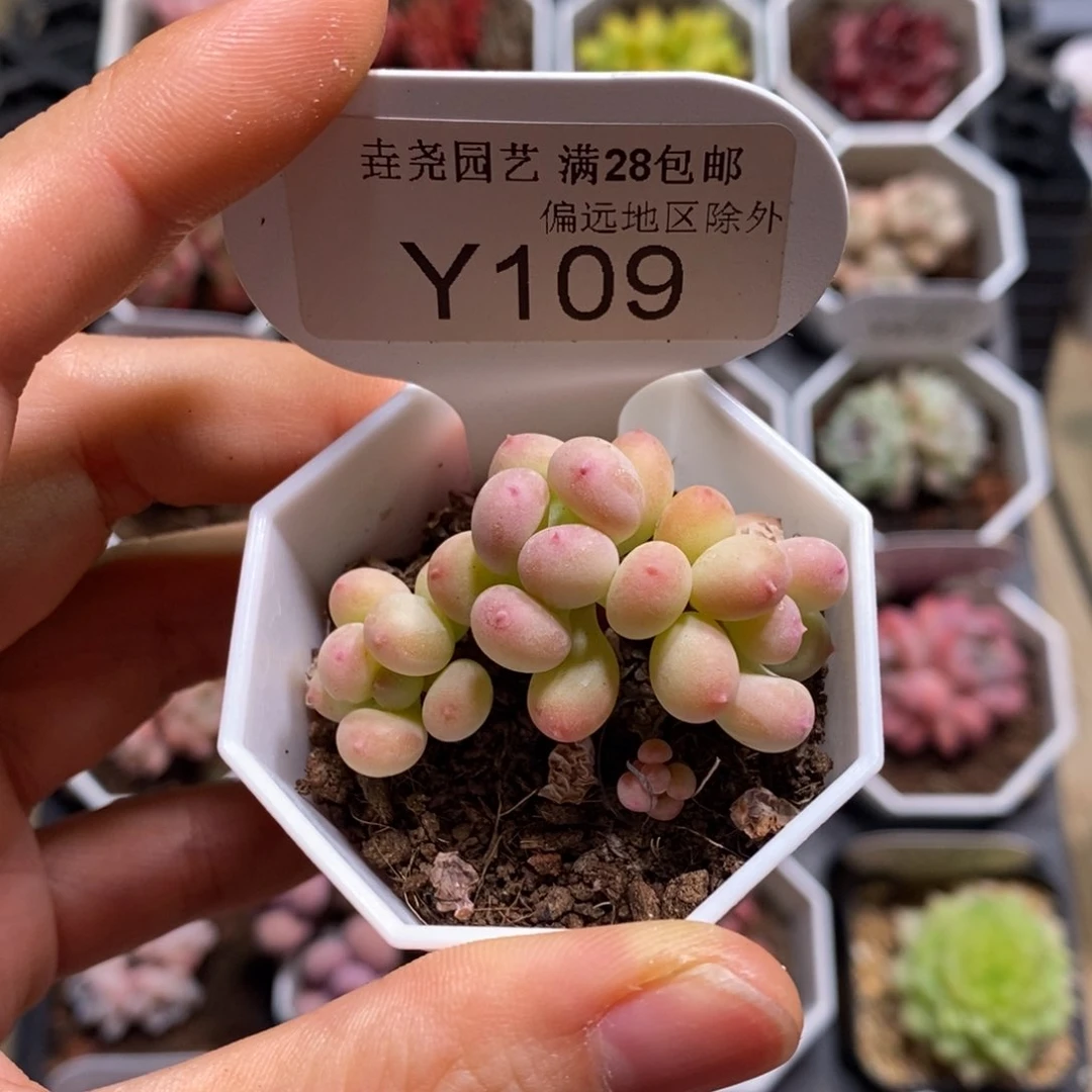 垚尧园艺一物一拍109苹果奶