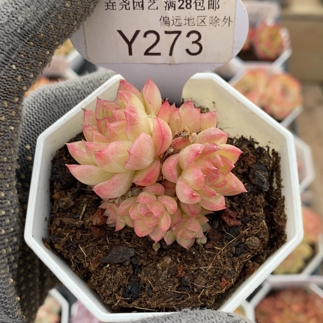 垚尧园艺273红女王4CM