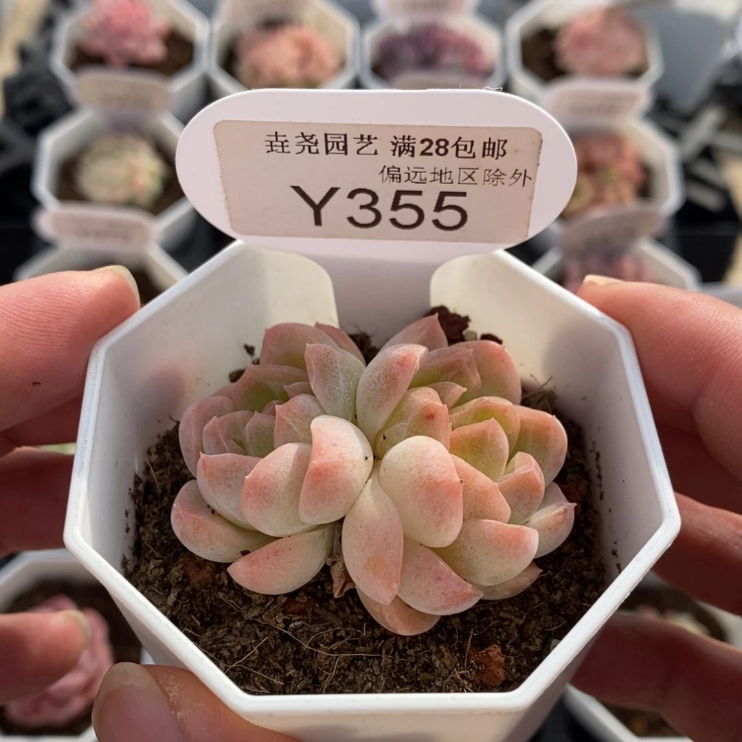 一物一拍 355 白桃汽水 5cm