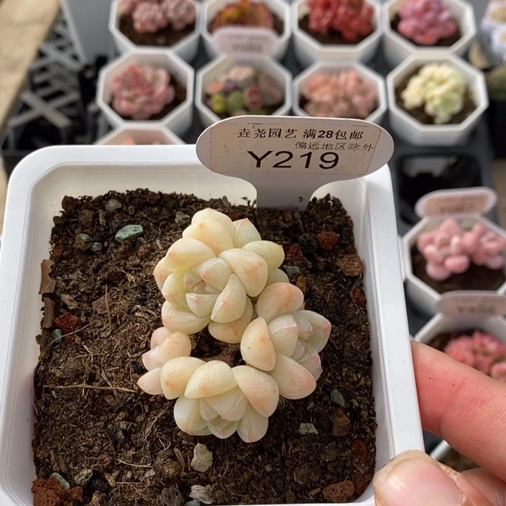 一物一拍 白底冰玉 5头 5cm