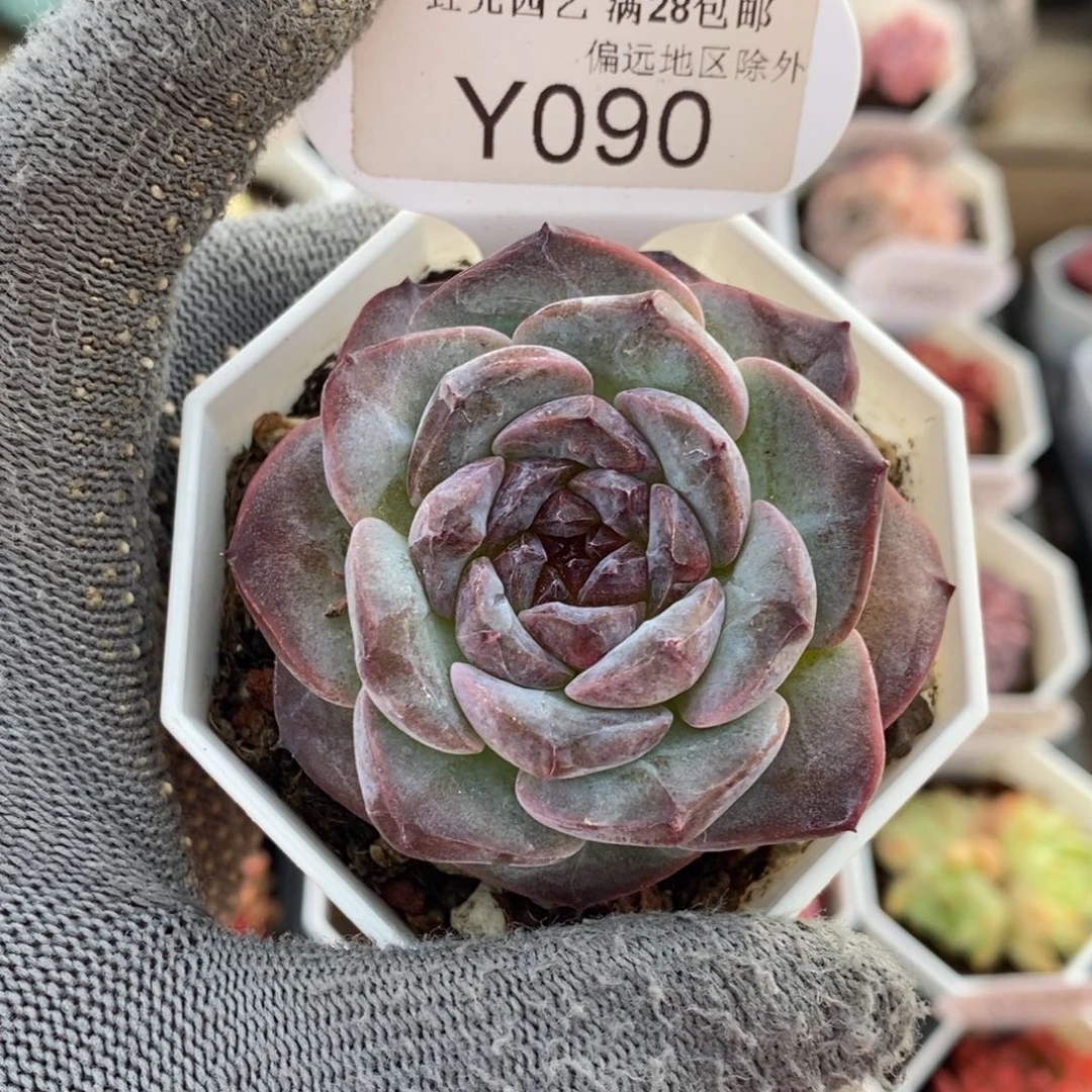 垚尧园艺090暗黑系6CM