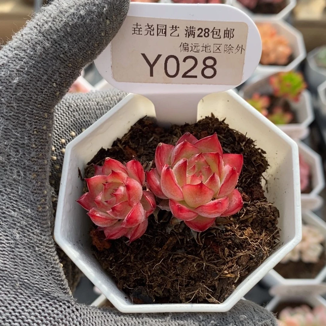垚尧园艺028粉水晶5CM