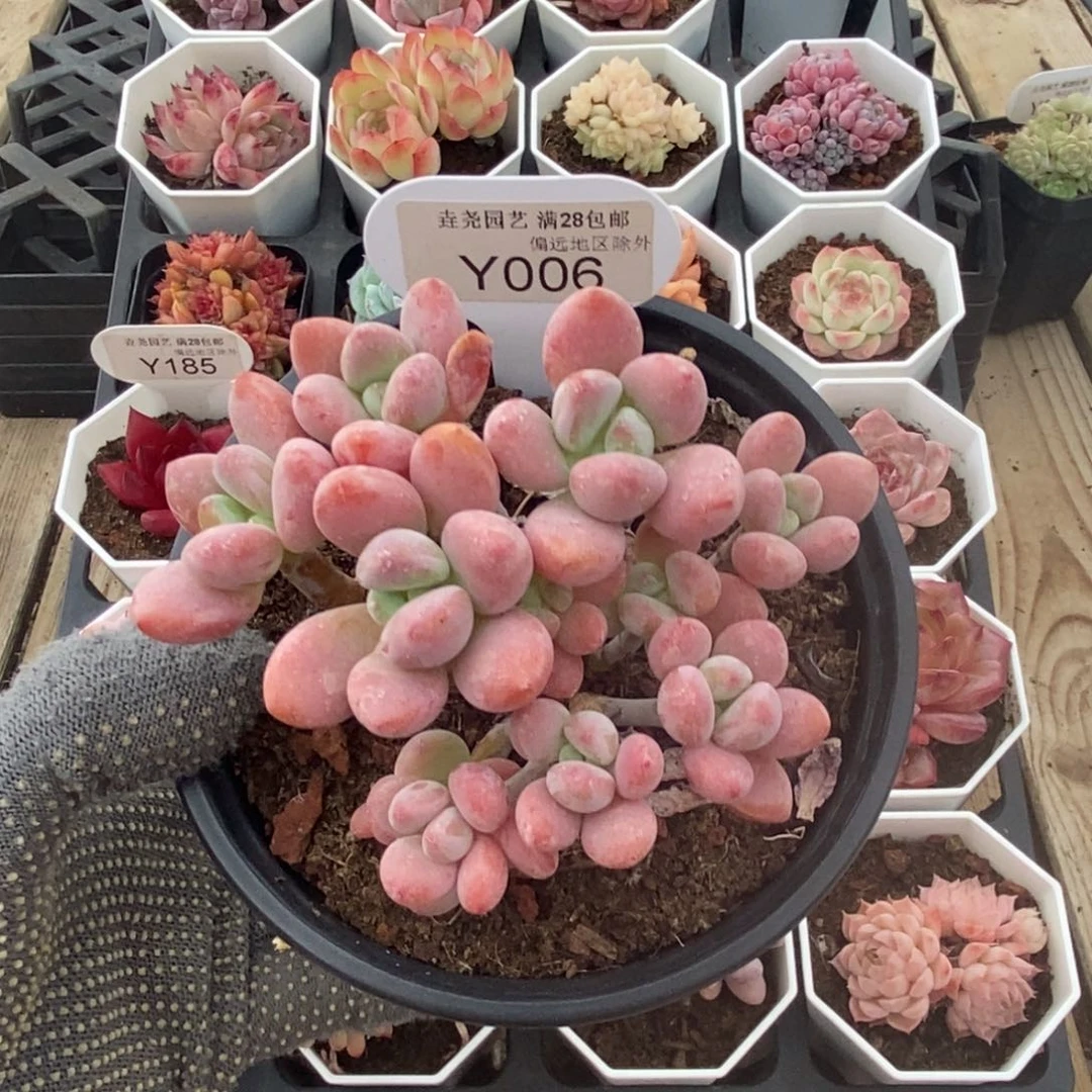 垚尧园艺006洛神9CM