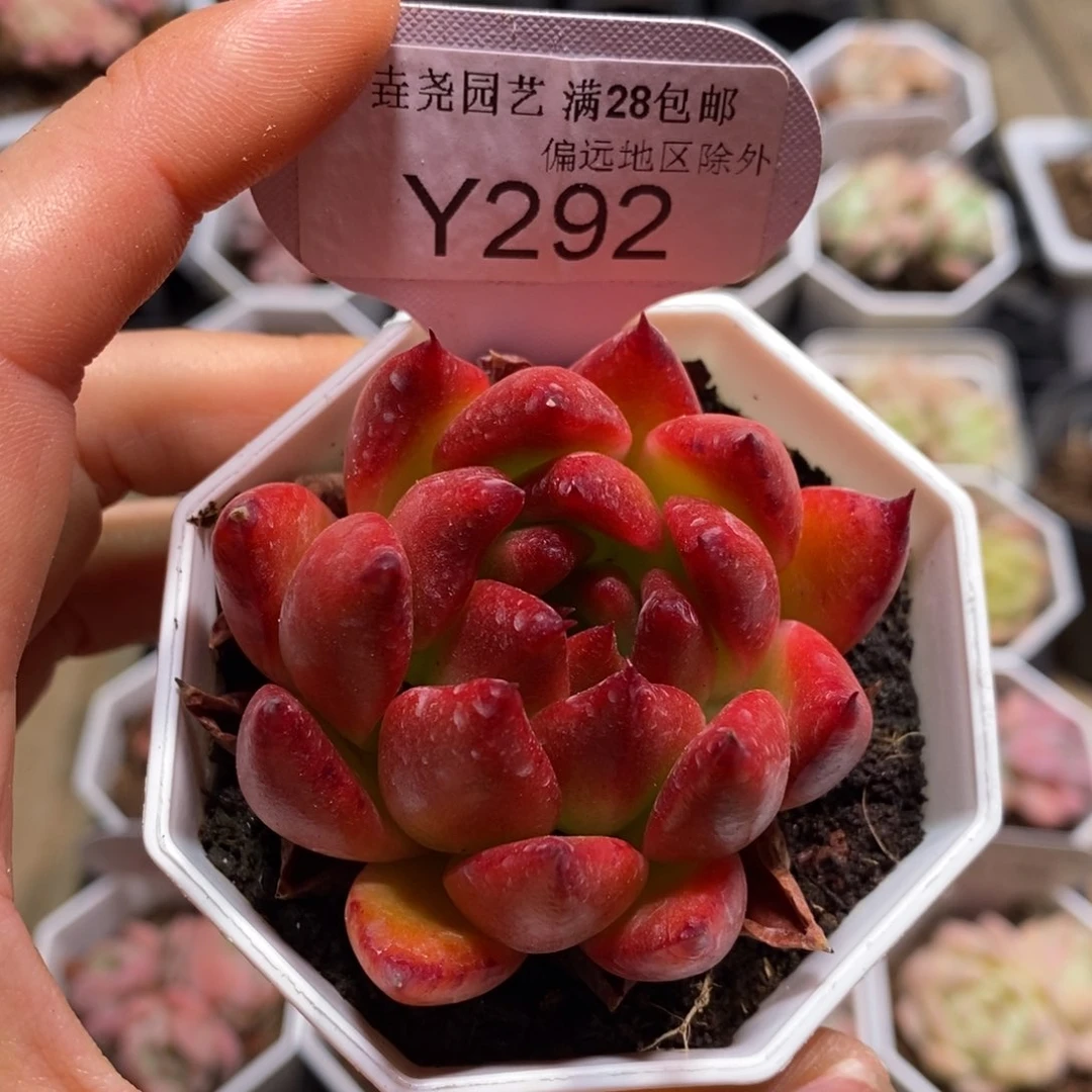 一物一拍292弗兰克6CM